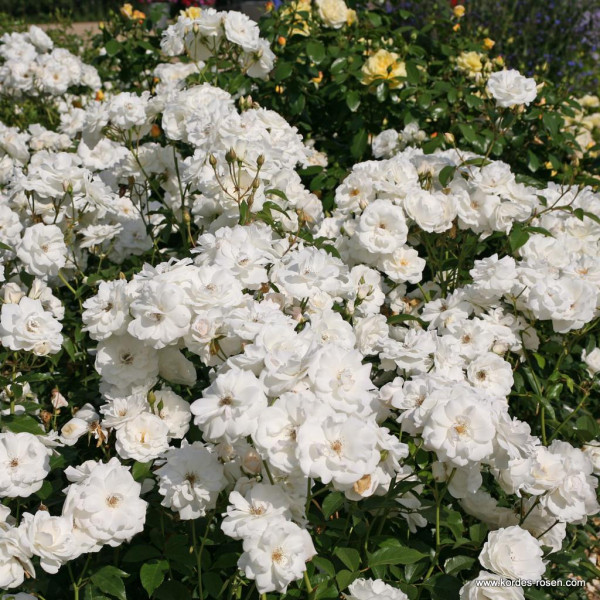 SCHNEEWITCHEN® SCHNEEWITCHEN®